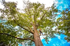 Trusted Albion, PA Tree Services Experts